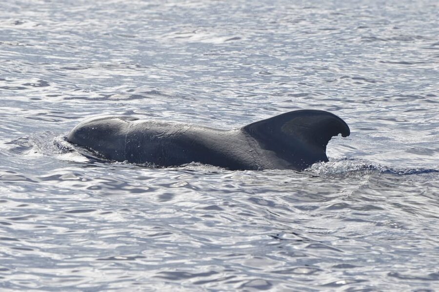 Tenerife: Whale and Dolphin Watching Boat Tour - Preparing for sun, spray, and motion