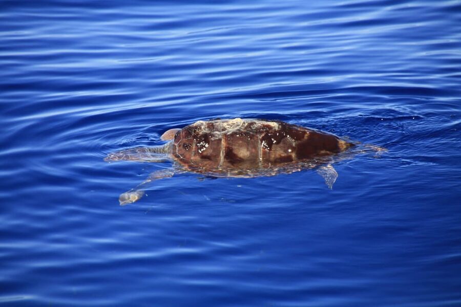 Tenerife: Whale and Dolphin Watching Boat Tour - Who will enjoy this Tenerife boat trip