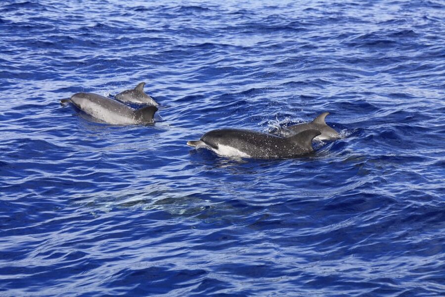 Tenerife: Whale and Dolphin Watching Boat Tour - How to decide if it is worth booking