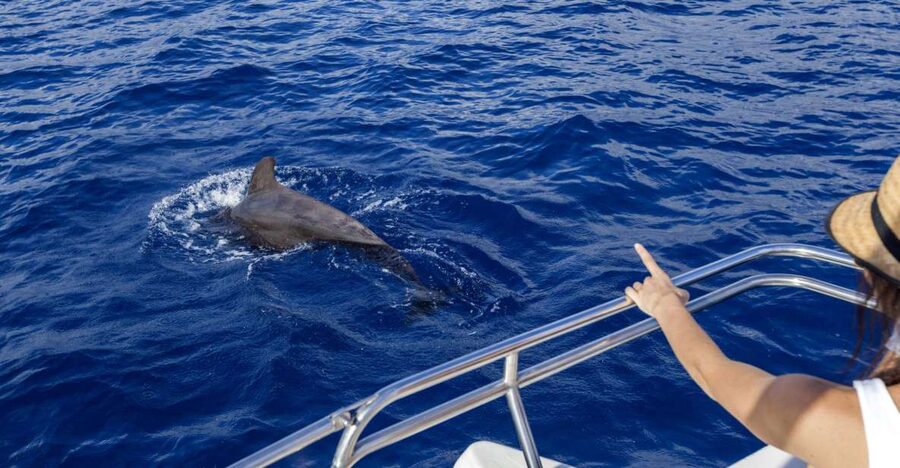 Tenerife: Whale and Dolphin Watching Tour by Sailboat - Watching Whales and Dolphins Along Tenerife’s South Coast