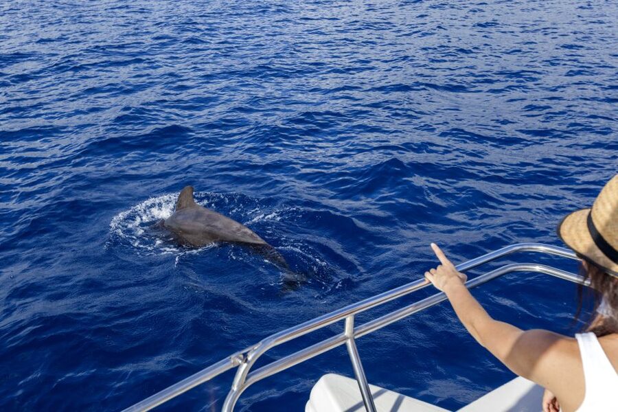 Tenerife: Whale and Dolphin Watching Tour by Sailboat - The Swim and Snorkel Stop