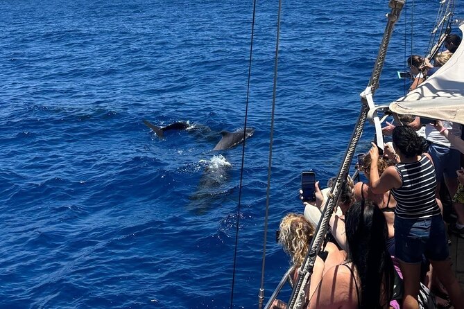 Tenerife: Whale and Dolphin Watching with a Plunge - Key points to know before you book