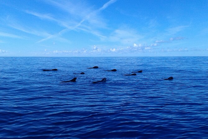 Tenerife: Whale and Dolphin Watching with a Plunge - Who will enjoy the Peter Pan most