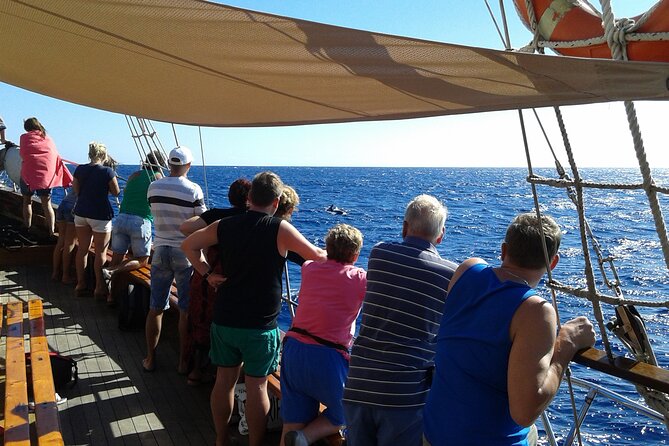 Tenerife: Whale and Dolphin Watching with a Plunge - Practical details that make the day easier