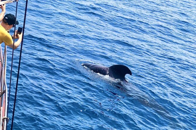 Tenerife: Whale and Dolphin Watching with a Plunge - The first 50 minutes: leaving port and reaching the whales