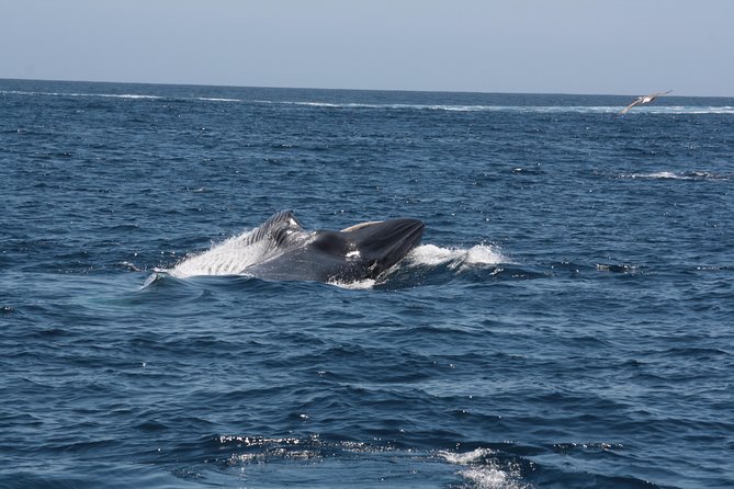 Tenerife: Whale and dolphin watching - Why Blue Boat certification matters