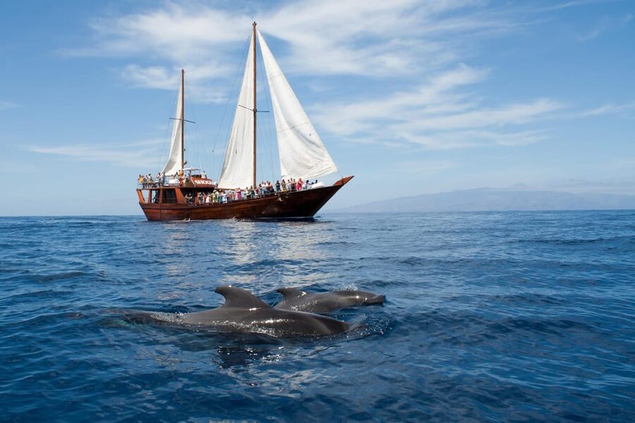 Tenerife: Whale & Dolphin Watching Cruise with Swim Stop - Key points to know before you book