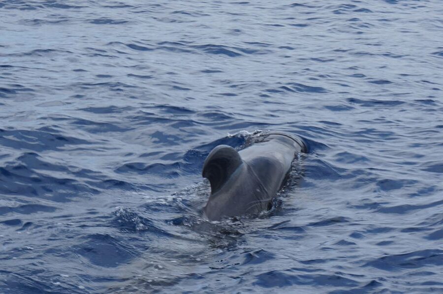 Tenerife: Whale & Dolphin Watching Cruise with Swim Stop - Should you book Peter Pan?