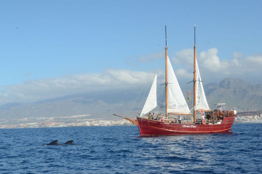 Tenerife: Whale & Dolphin Watching Cruise with Swim Stop - Why the eco rules matter