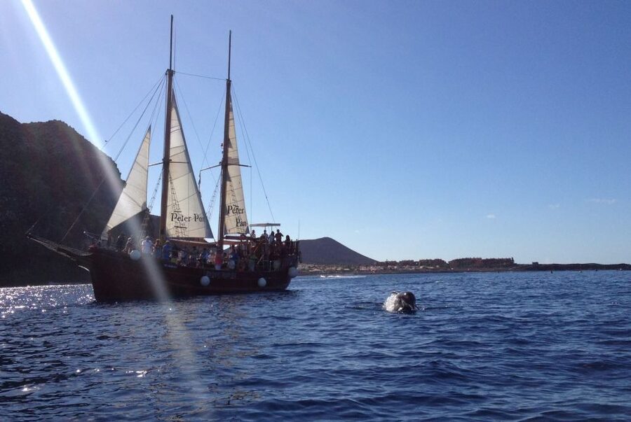Tenerife: Whale & Dolphin Watching Cruise with Swim Stop - Who will enjoy this cruise most