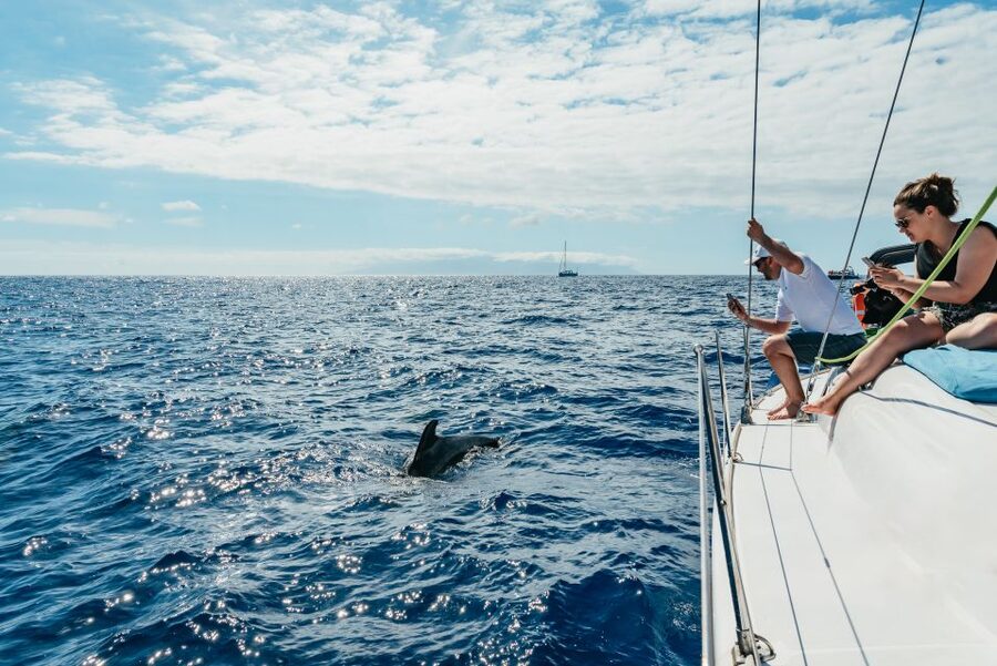 Tenerife: Whale & Dolphin Watching with Drinks and Snacks - Looking for pilot whales and dolphins
