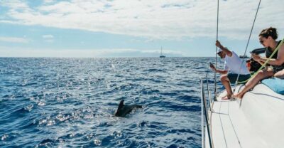 Tenerife: Whale & Dolphin Watching with Drinks and Snacks