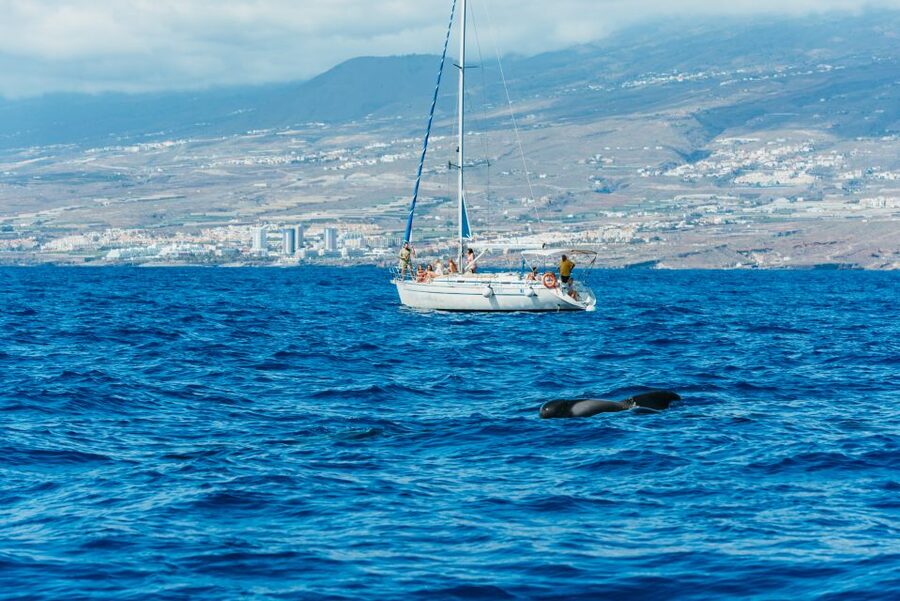 Tenerife: Whale & Dolphin Watching with Drinks and Snacks - Timing, languages, and practical details