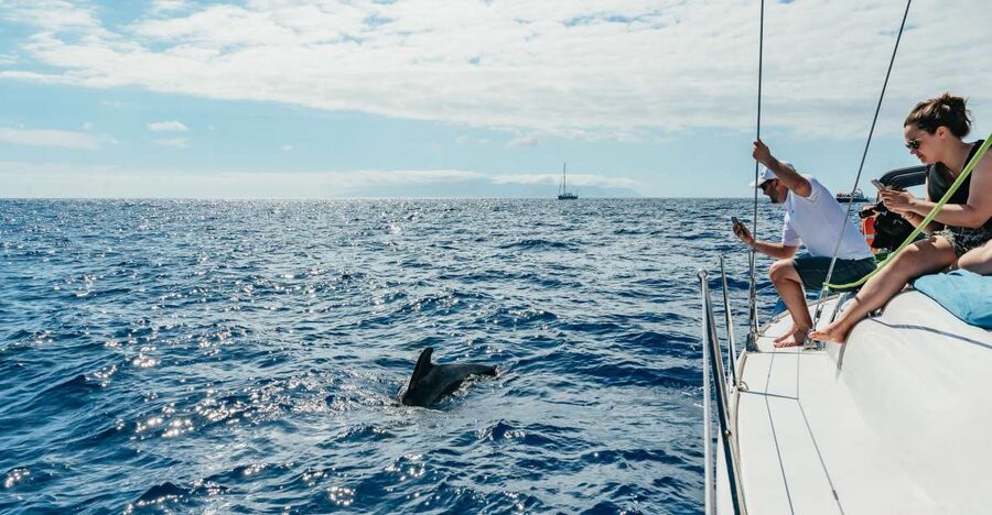Tenerife: Whale & Dolphin Watching with Drinks and Snacks - Three hours on the Atlantic
