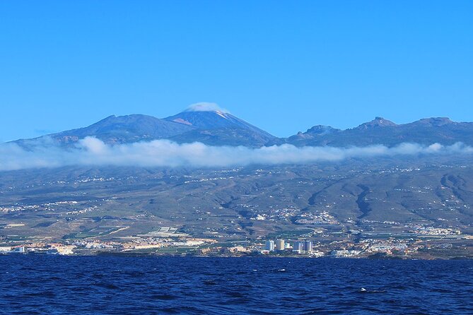 Tenerife Whales and Dolphins Watching Experience in Catamaran - Looking for whales and dolphins three miles offshore