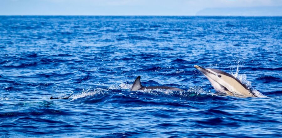 Terceira: Boat Tour and Swimming with Dolphins - Key points to know before you book