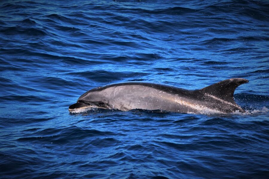 Terceira: Boat Tour and Swimming with Dolphins - Leaving Angra do Heroísmo for open water