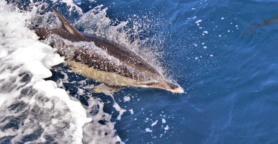 Terceira: Boat Tour and Swimming with Dolphins - Learning dolphin behavior before entering the Atlantic