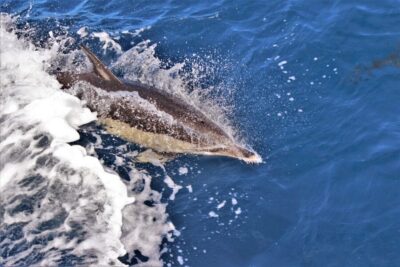 Terceira: Boat Tour and Swimming with Dolphins