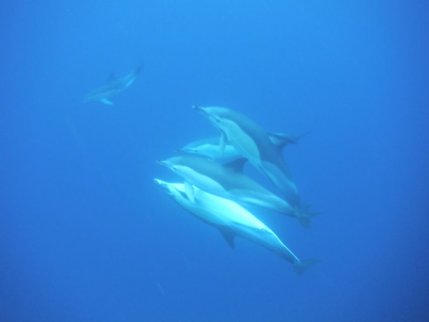 Terceira: Boat Tour and Swimming with Dolphins - Swimming while staying attached to the boat