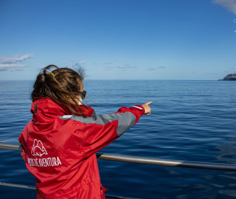 Terceira: Half-Day Dolphin and Whale Watching Tour - Key points before you book