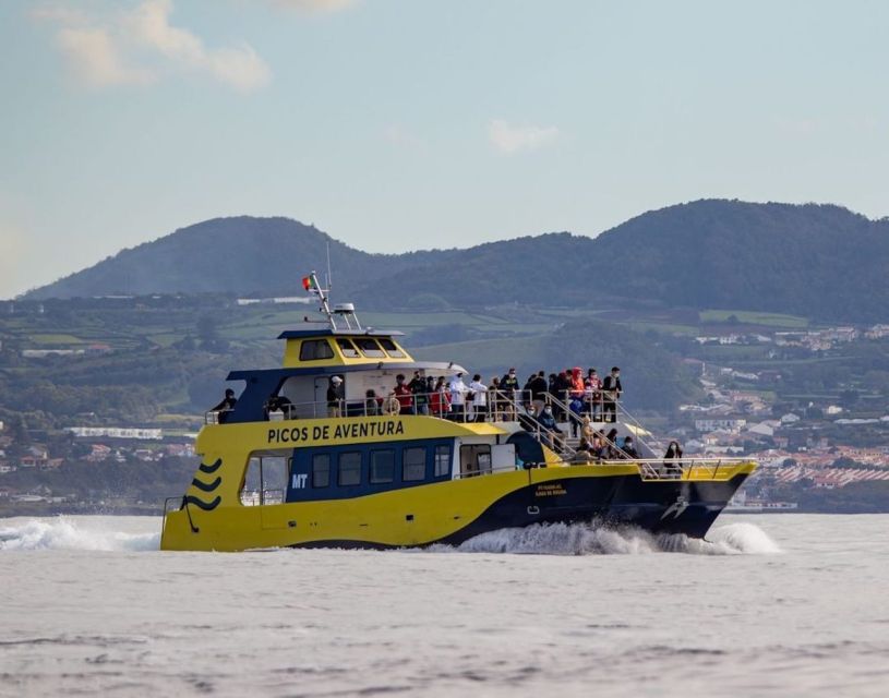 Terceira: Half-Day Dolphin and Whale Watching Tour - Who will enjoy this most?