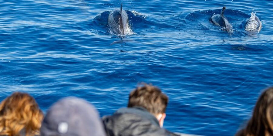 Terceira: Half-Day Dolphin and Whale Watching Tour - What you might see in the Atlantic