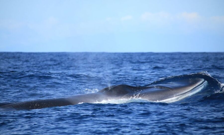 Terceira: Half-Day Dolphin and Whale Watching Tour - The coastline and Ilhéu das Cabras