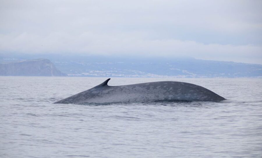 Terceira: Half-Day Dolphin and Whale Watching Tour - The boat ride, sea conditions, and comfort