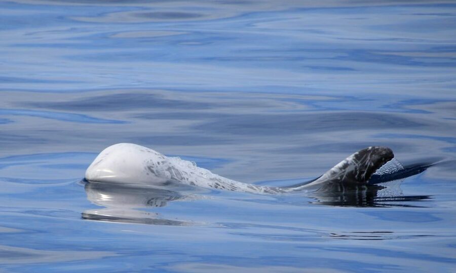 Terceira: Half-Day Dolphin and Whale Watching Tour - Guides who make the difference