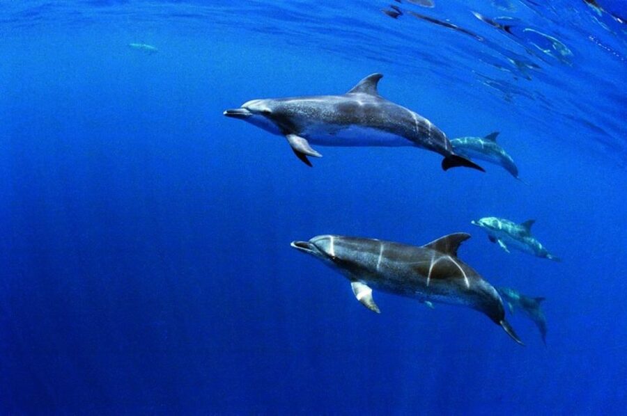 Terceira: Half-Day Dolphin and Whale Watching Tour - Is $70 a fair price?