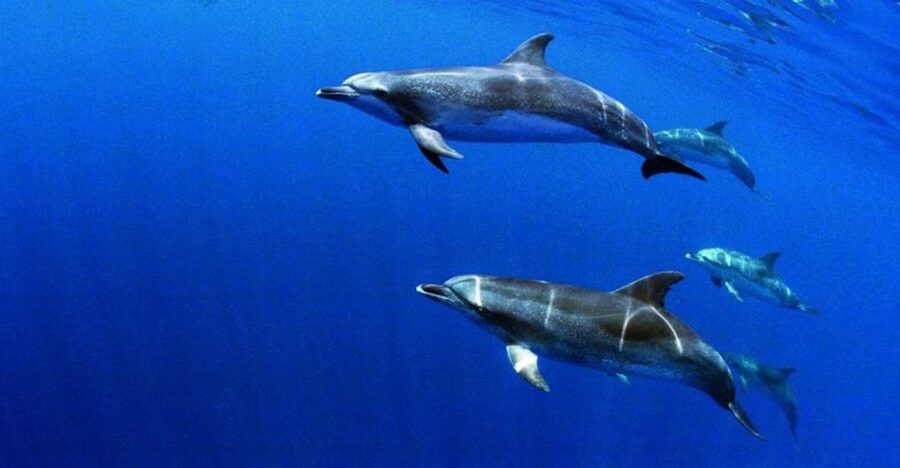 Terceira: Half-Day Dolphin and Whale Watching Tour - What to pack and how to plan your day