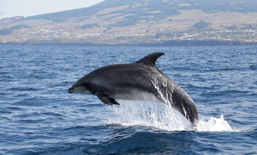 Terceira: Half-Day Dolphin and Whale Watching Tour - How the whale and dolphin search works
