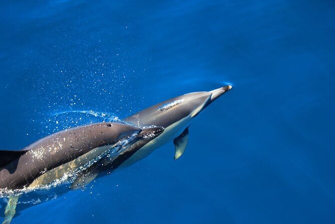 Terceira Island: Swimming with Wild Dolphins | Natural Habitat - Key points before you book