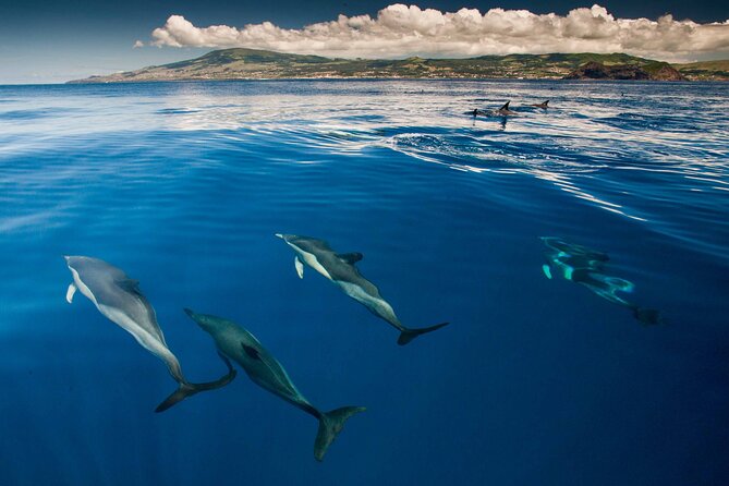 Terceira Island: Swimming with Wild Dolphins | Natural Habitat - What $150.19 gets you