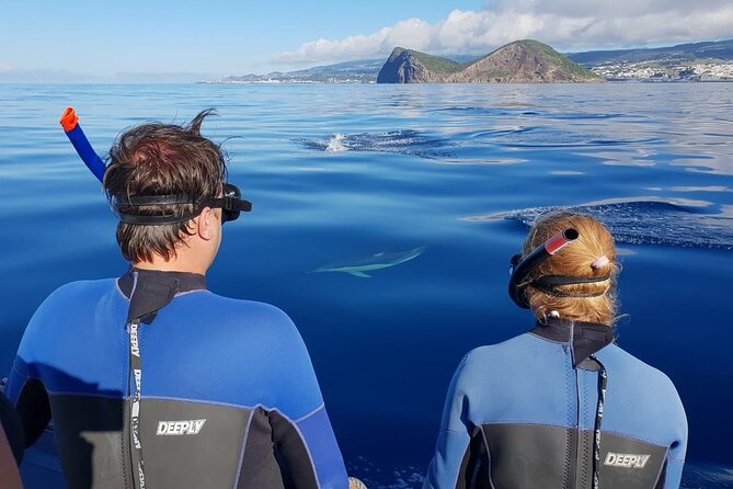 Terceira Island: Swimming with Wild Dolphins | Natural Habitat - Searching for dolphins and whales