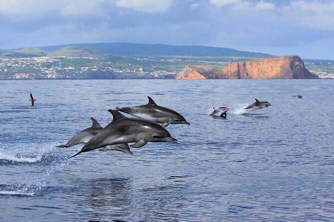 Terceira Island: Whale & Dolphin Watching | Best Wildlife Tour - Searching the Atlantic from Angra