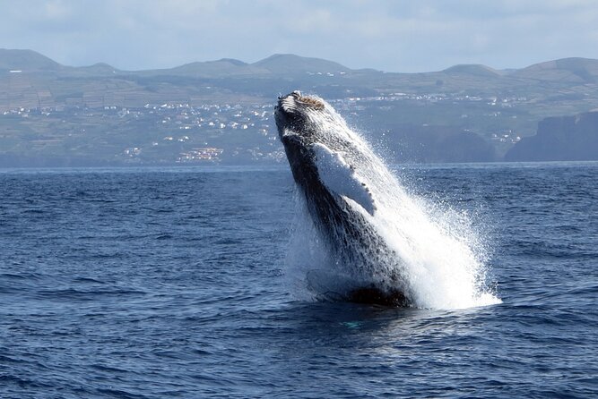 Terceira Island: Whale & Dolphin Watching | Best Wildlife Tour - The guide, spotter, and hydrophone