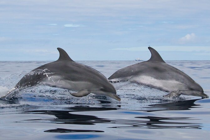 Terceira Island: Whale & Dolphin Watching | Best Wildlife Tour - Is $84.11 a fair price?