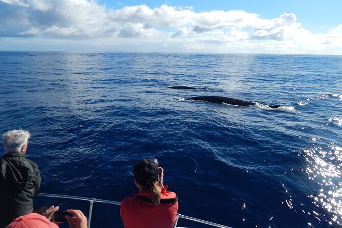 Terceira Island: Whale & Dolphin Watching | Best Wildlife Tour - The important transport warning for cruise passengers