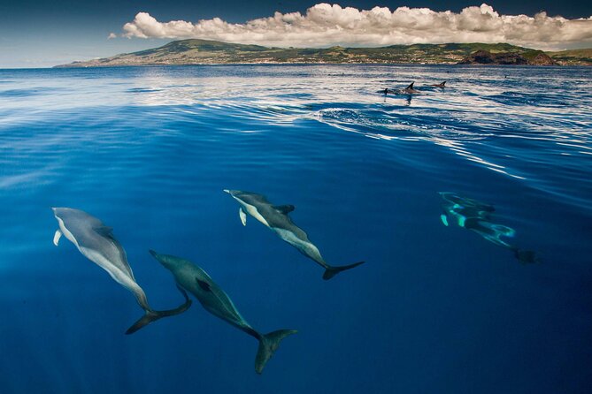 Terceira Island: Whale & Dolphin Watching | Best Wildlife Tour - Weather, cancellations, and planning your day