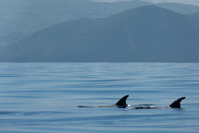 Terceira Island: Whale & Dolphin Watching | Best Wildlife Tour - Who will enjoy this trip most