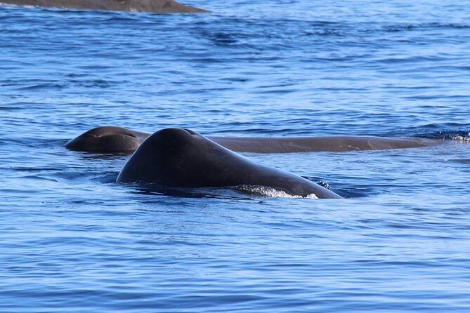 Terceira Island: Whale & Dolphin Watching | Best Wildlife Tour - What the 2.5-hour boat ride feels like