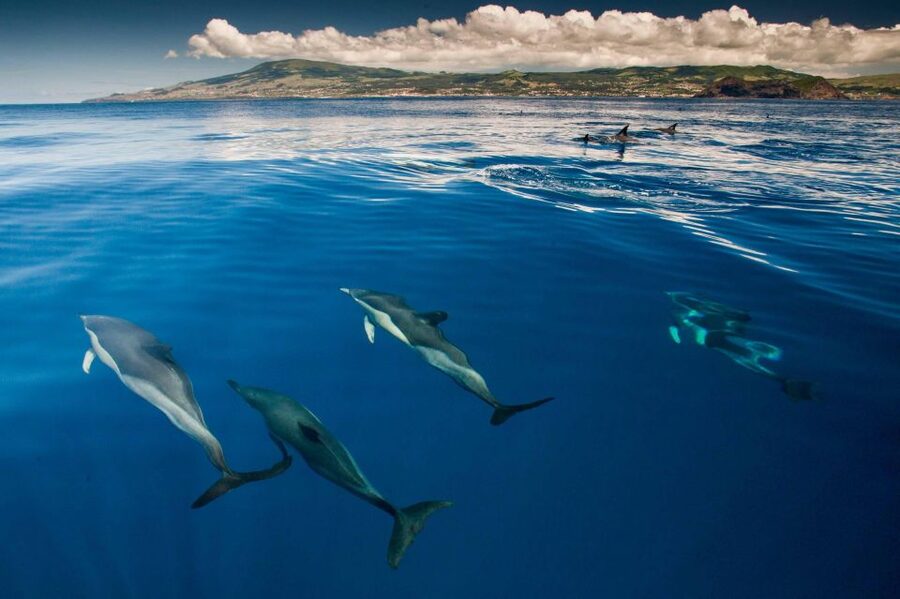 Terceira: Swimming with Wild Dolphins | Natural Habitat - Leaving Terceira for the Atlantic