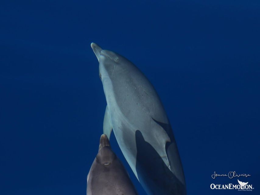 Terceira: Swimming with Wild Dolphins | Natural Habitat - Finding dolphins that set their own schedule