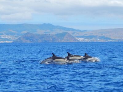 Terceira: Swimming with Wild Dolphins | Natural Habitat