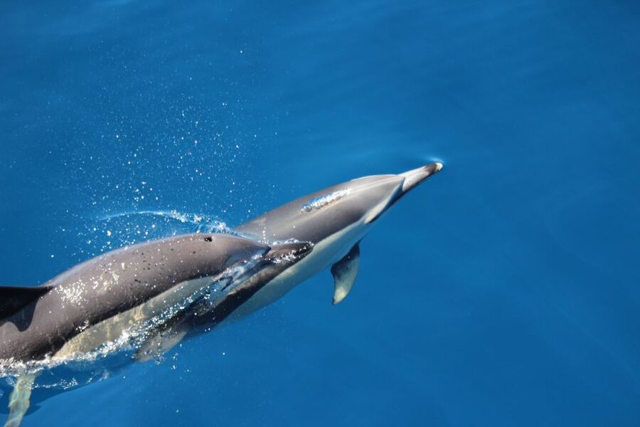Terceira: Swimming with Wild Dolphins | Natural Habitat - Who should book this Terceira outing