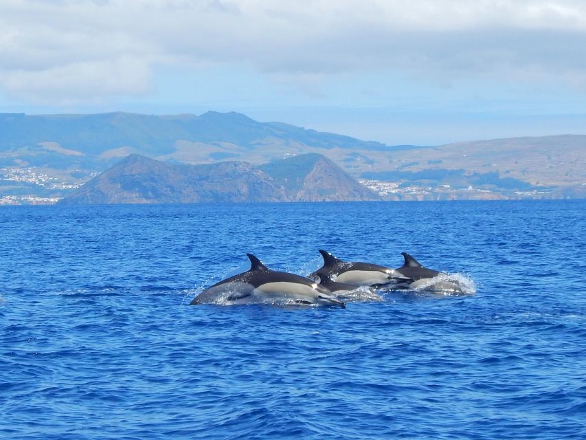 Terceira: Swimming with Wild Dolphins | Natural Habitat - The safety briefing matters