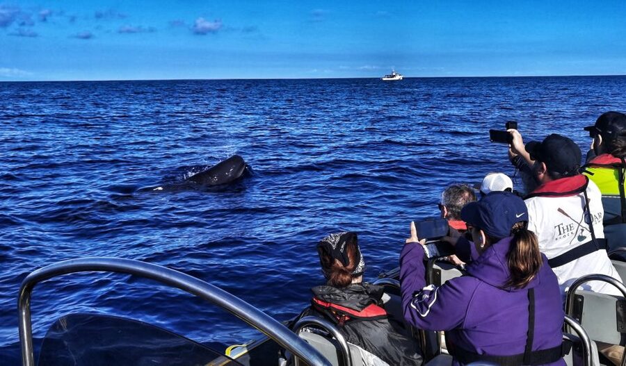 Terceira: Whale and Dolphin Watching in a Zodiac Boat - Leaving Angra do Heroísmo for the open Atlantic