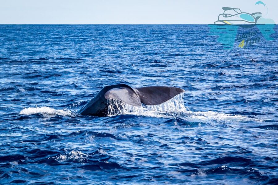 Terceira: Whale and Dolphin Watching in a Zodiac Boat - How the Monte Brasil lookout changes the search
